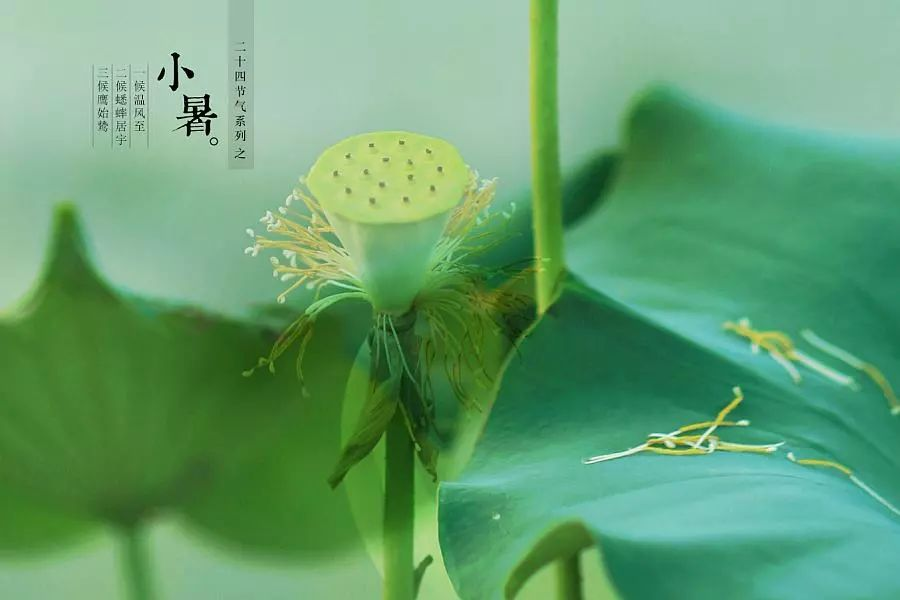 倏忽溫風至，因循小暑來!
